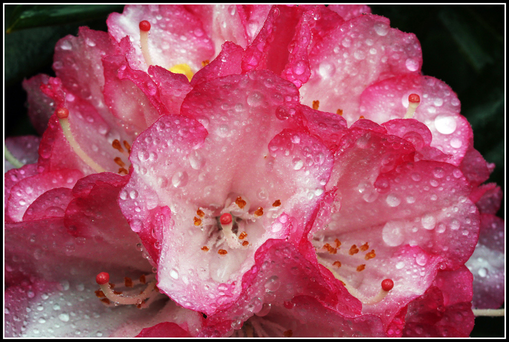 Dråber på Rhododendron 1