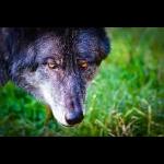 Canis Lupus - Canadisk ulv