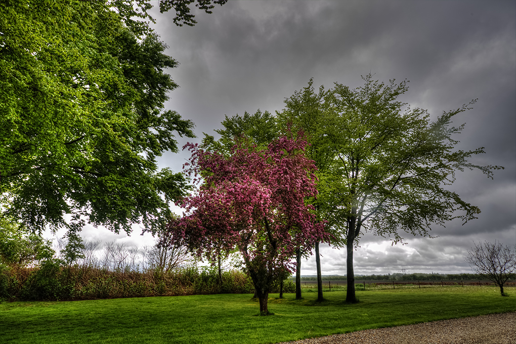 Når kirsebærtræerne blomstrer - det gør de i denne stund!