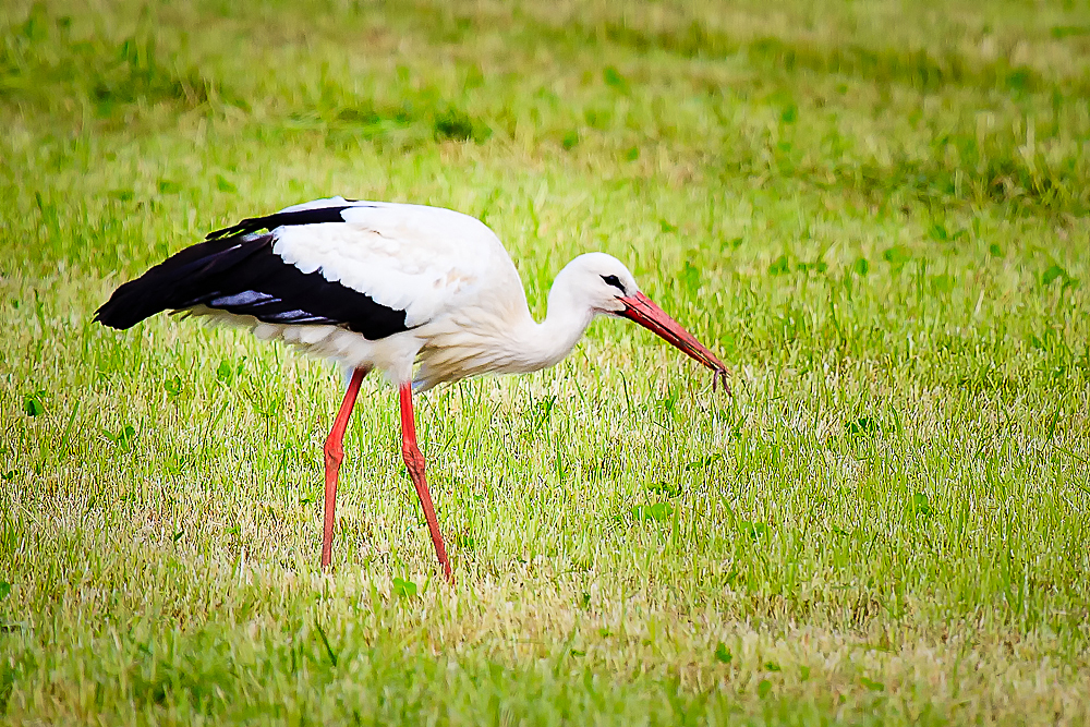 Stork