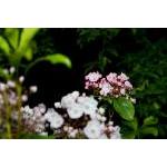 IMG_9759a