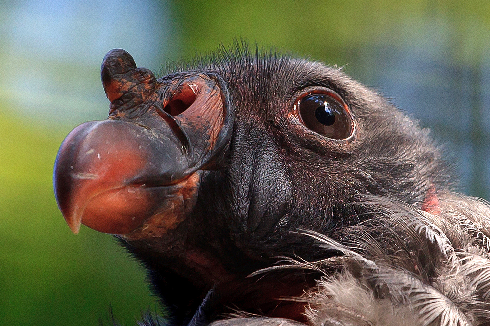 Udefinerbar flyvende objekt fra Berlin Zoo