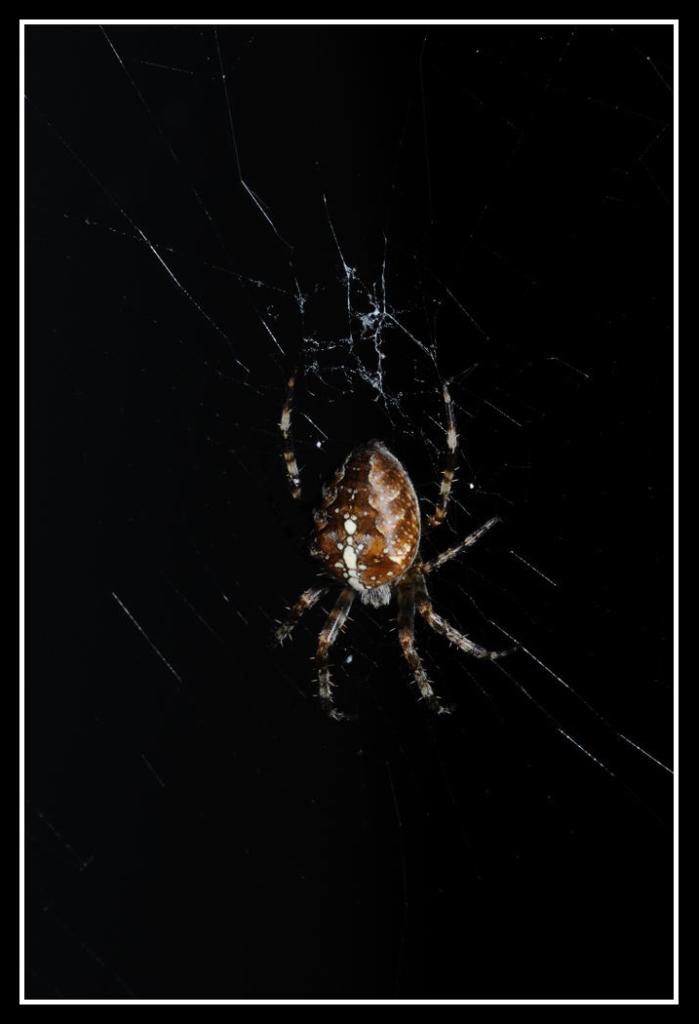 Spider 33