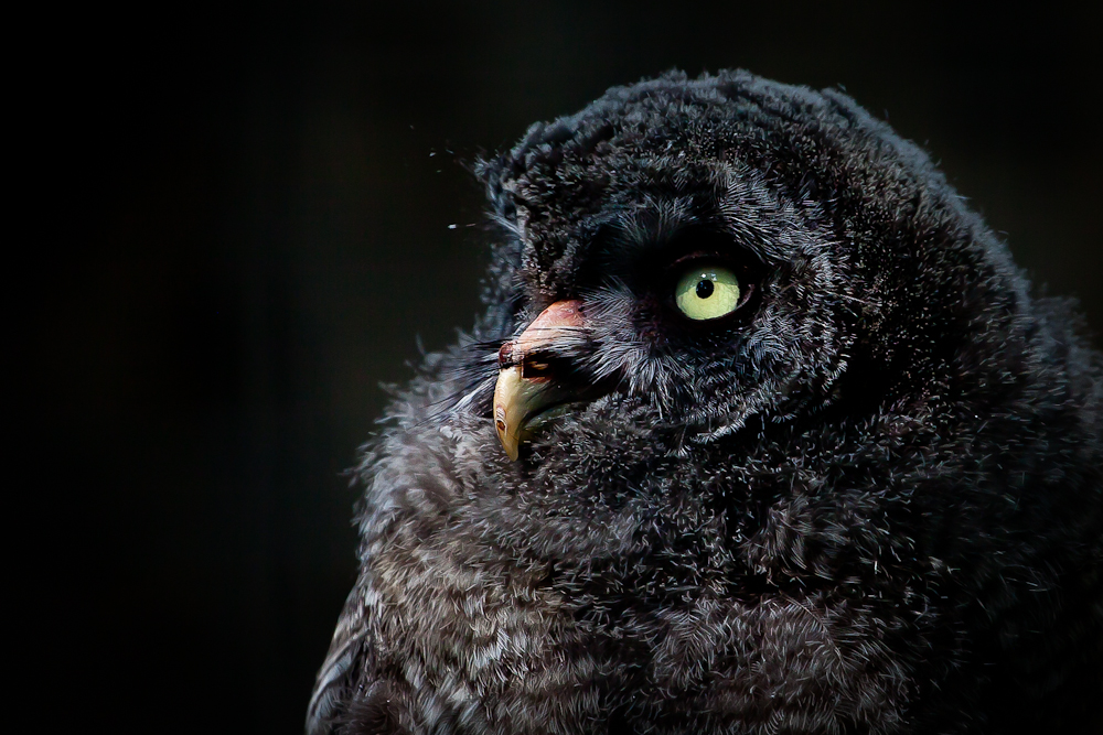 Fjerkræ fra Berlins Zoo