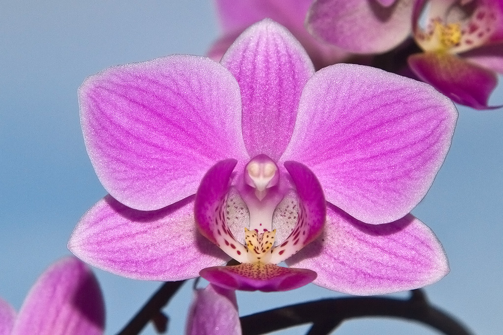 Orchide