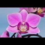 Orchide