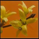 Forsythia