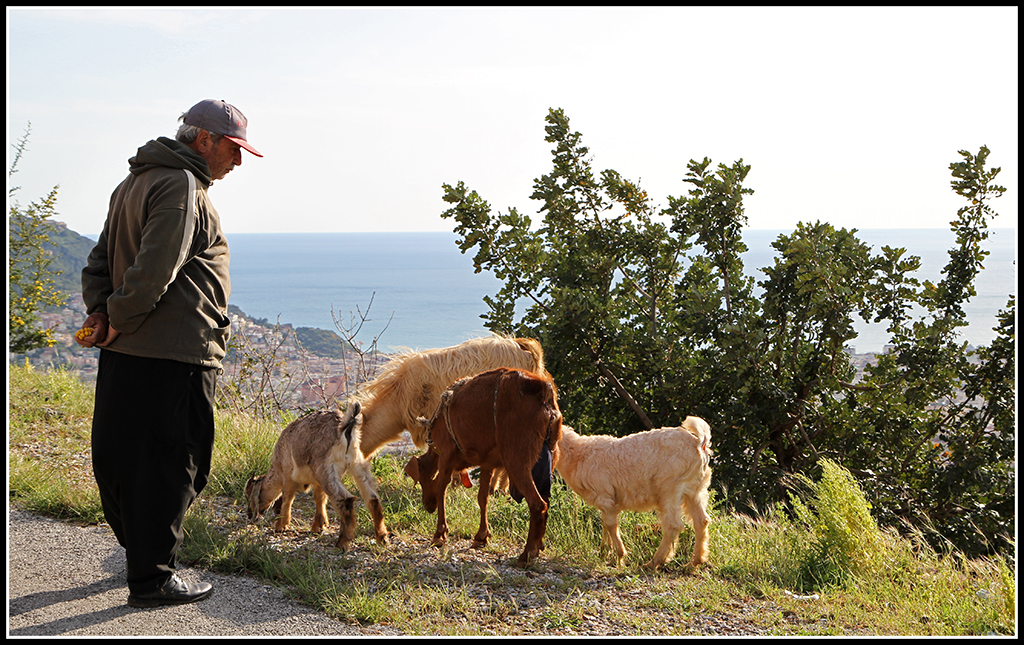 En gedehyrde i Alanya