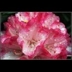 Dråber på Rhododendron 1