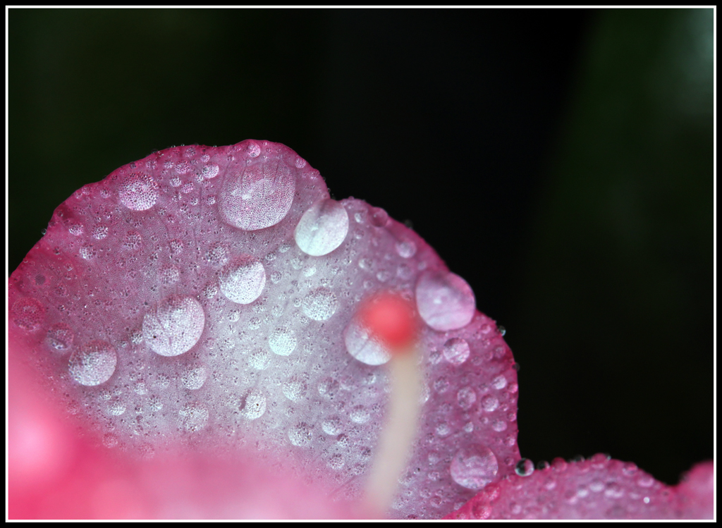 Dråber på Rhododendron