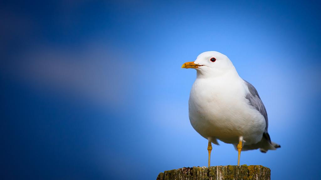 Stormmåge