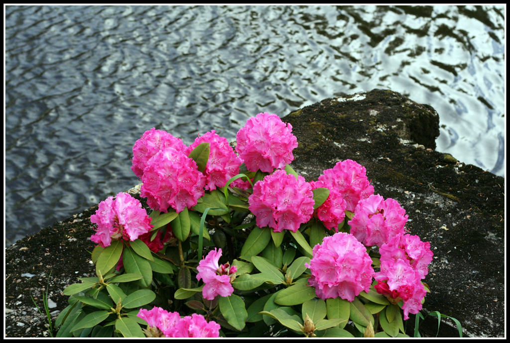 Blomster og beton