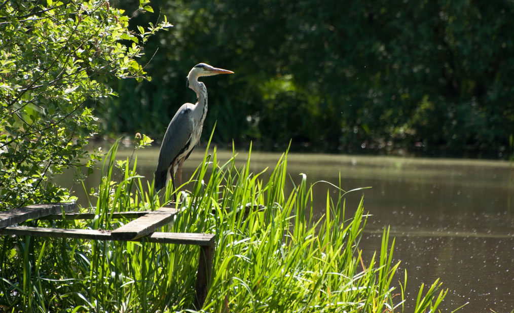 fiskehejren