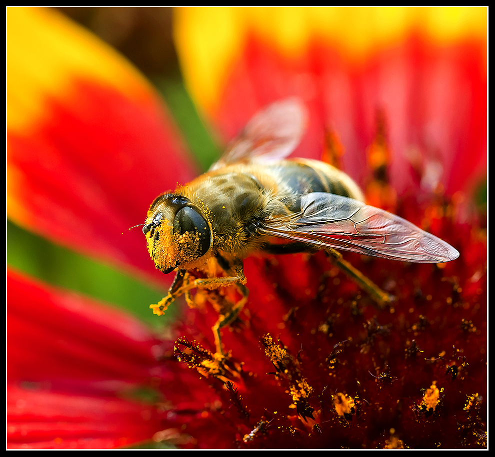 Pollenfjæs