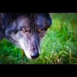Canis Lupus - Canadisk ulv