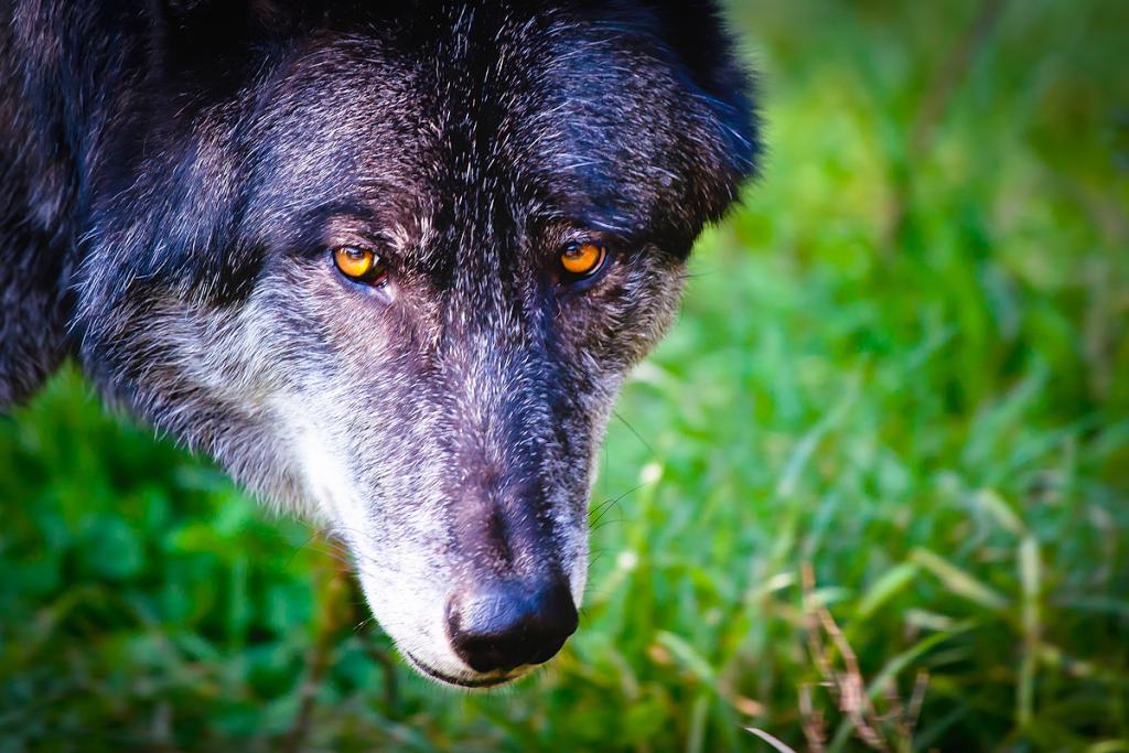Canis Lupus - Canadisk ulv