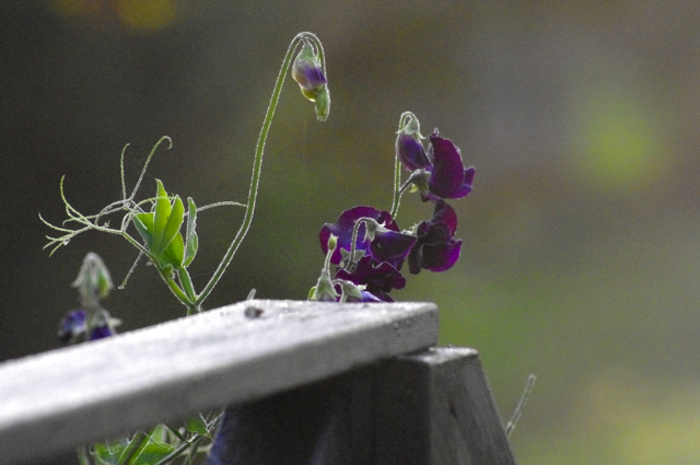 Ærteblomst