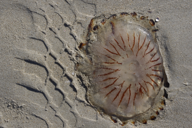 Blåvand strand 4