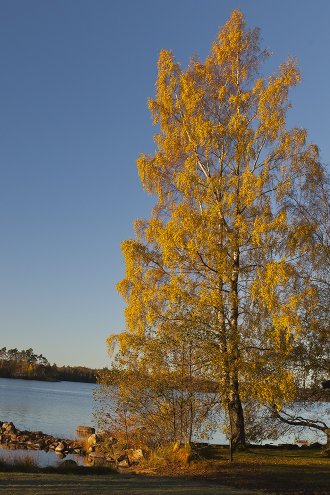 Efterårsbirk i morgensol