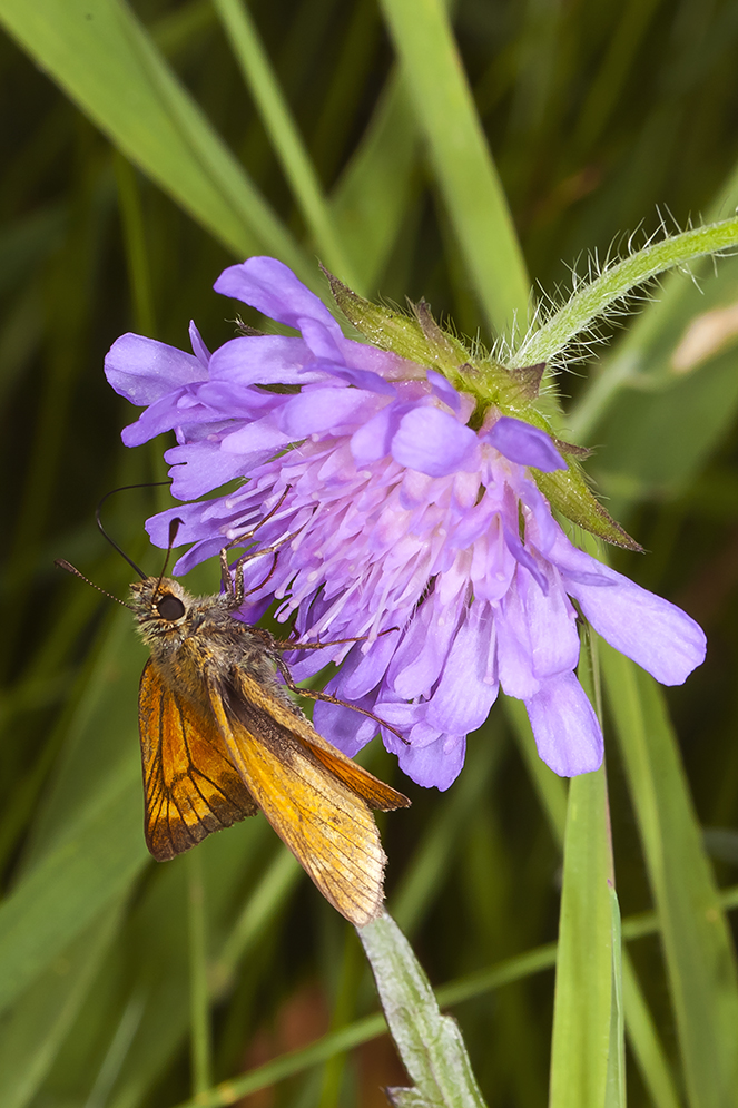 Kornblomst med sommerfugl