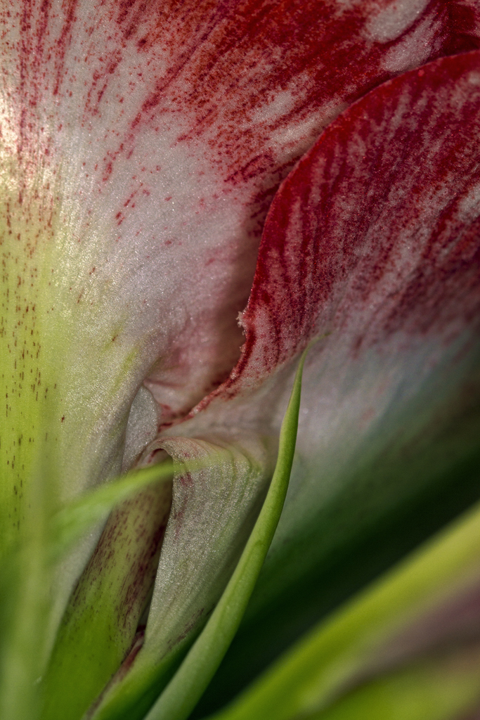 Amaryllis