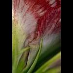 Amaryllis