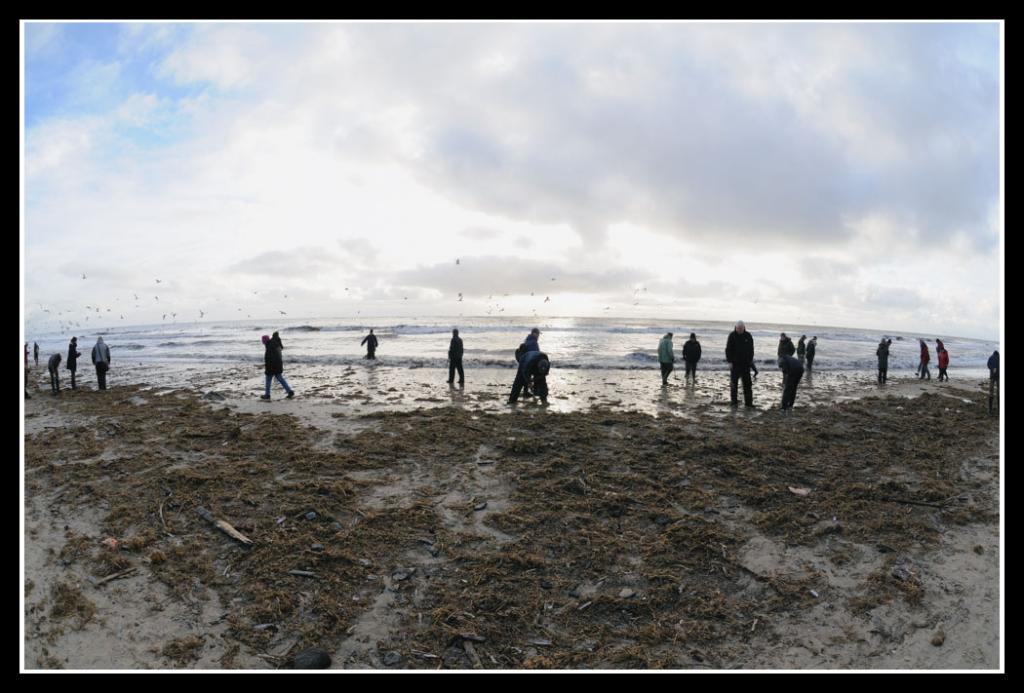 Blåvand 021