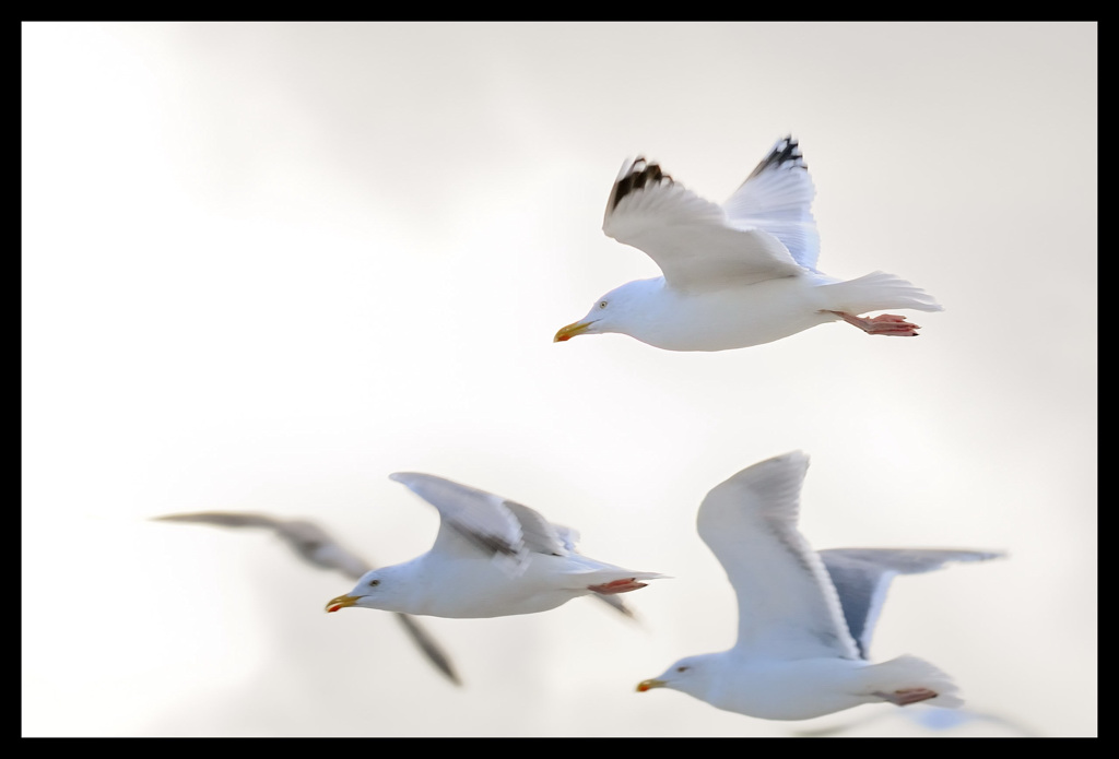 Måger i Blåvand 0111