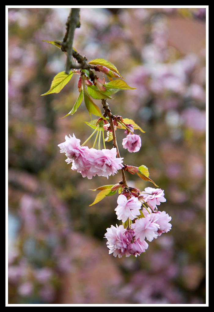 blomstrende forår