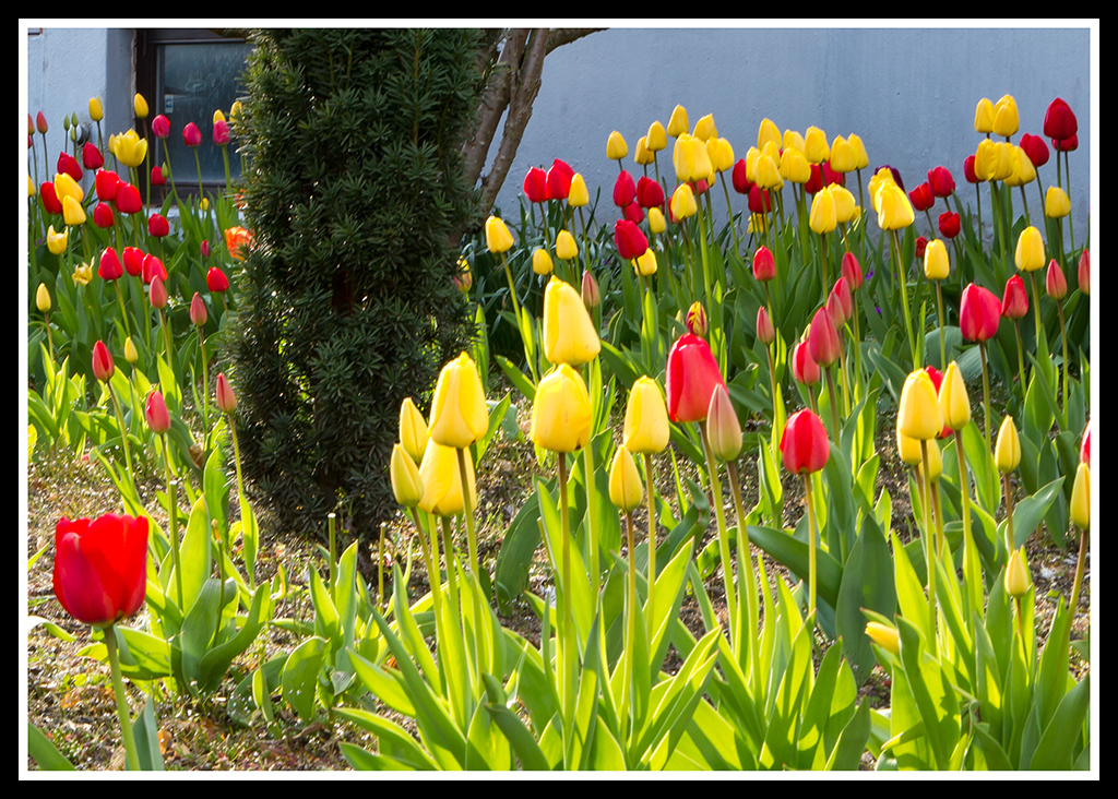 tulipaner i Odense
