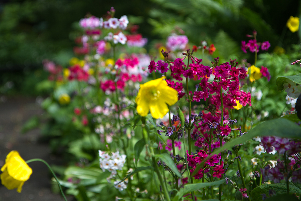 Blomsterflor