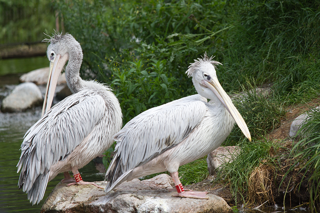 pelikaner fra Odense zoo