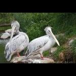 pelikaner fra Odense zoo