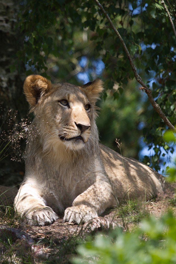 løve fra Givskud zoo