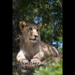 løve fra Givskud zoo