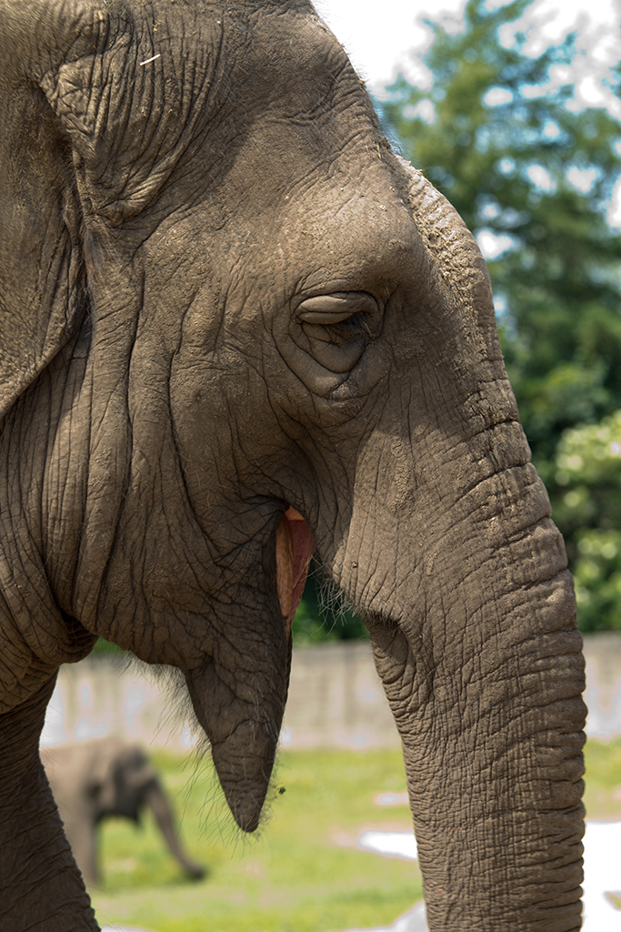 Elefant(er) i Givskud zoo