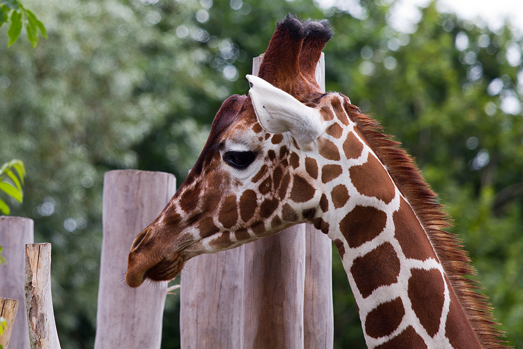 Girafunge i Odense zoo