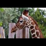 Girafunge i Odense zoo