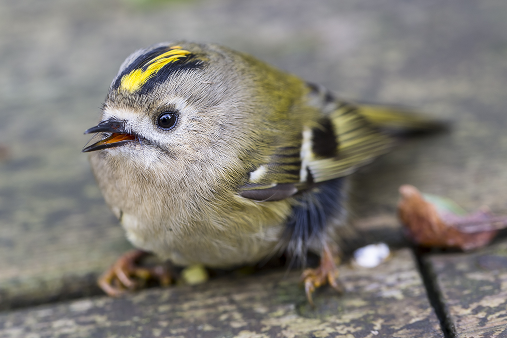 Fuglekonge (Regulus regulus) - en nærmest halsløs fugl!