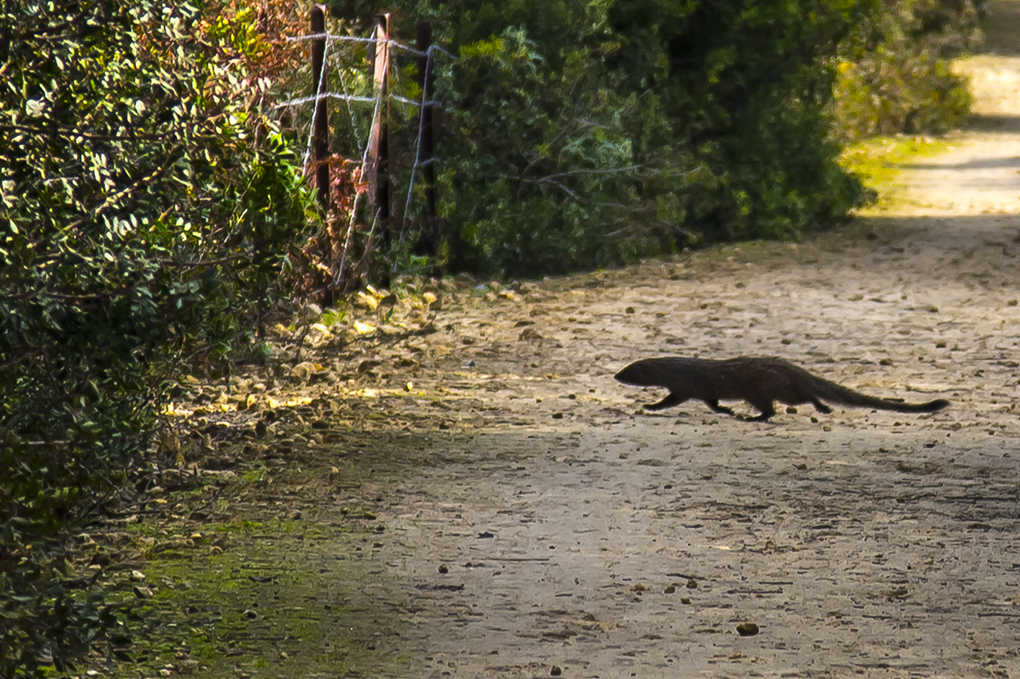 Another! 5 stk. krydsede pludselig vor vej langs et lukket naturreservat