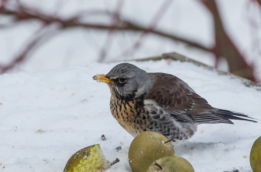 Sjagger på æbleskud