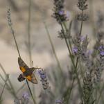 Troede egentlig jeg fotograferede en kolibri