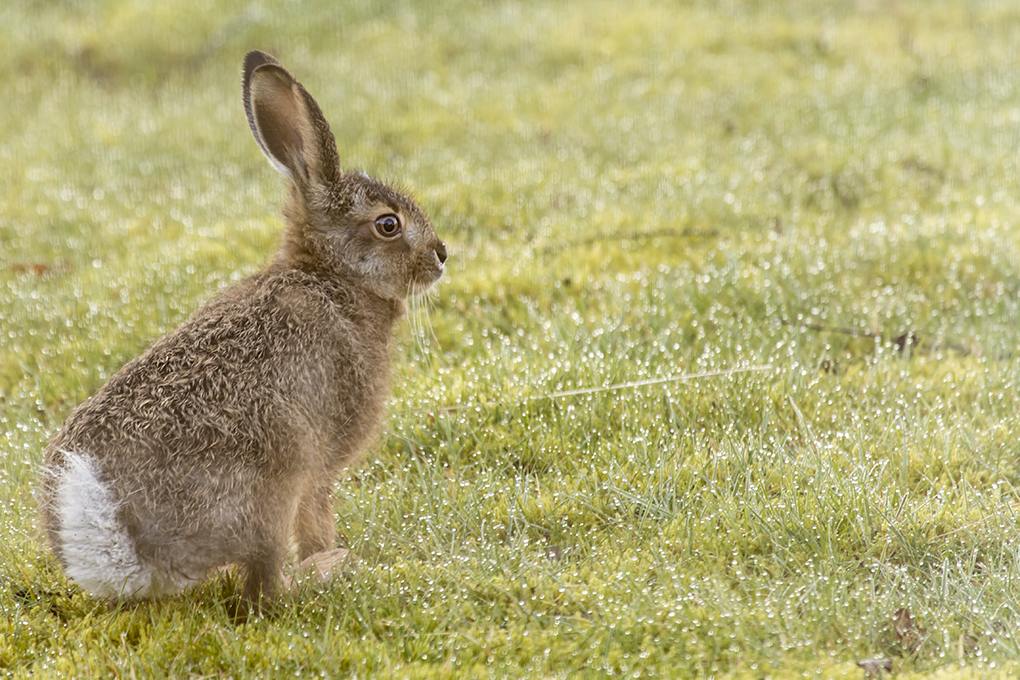 Harekilling