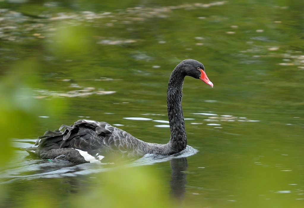 Black Swan 0001Snef