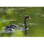 Black Swan 0001Snef