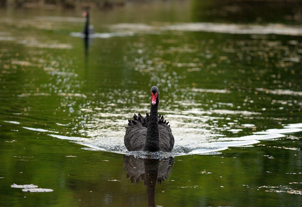 Black Swan 0002S