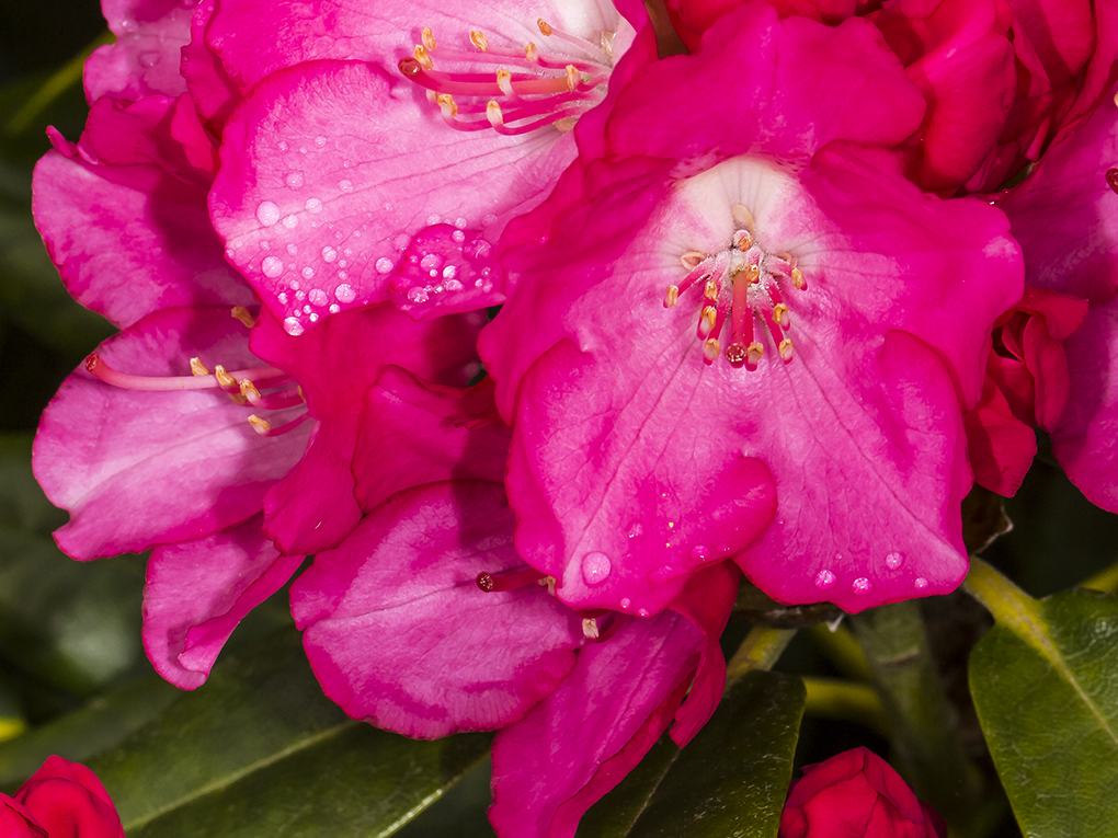 Rhododendron