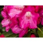 Rhododendron