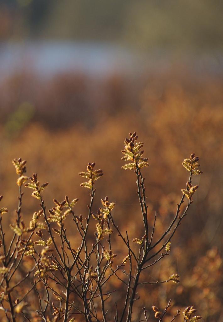 Porsen blomstrer ved Kvie sø