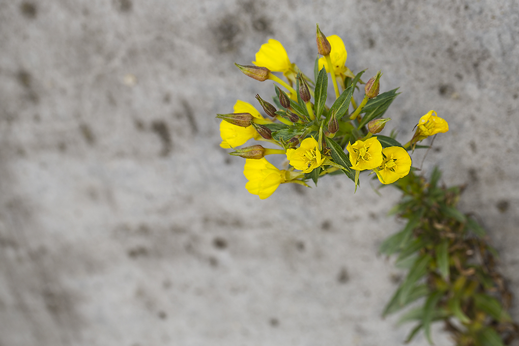 Stenbroen blomstrer